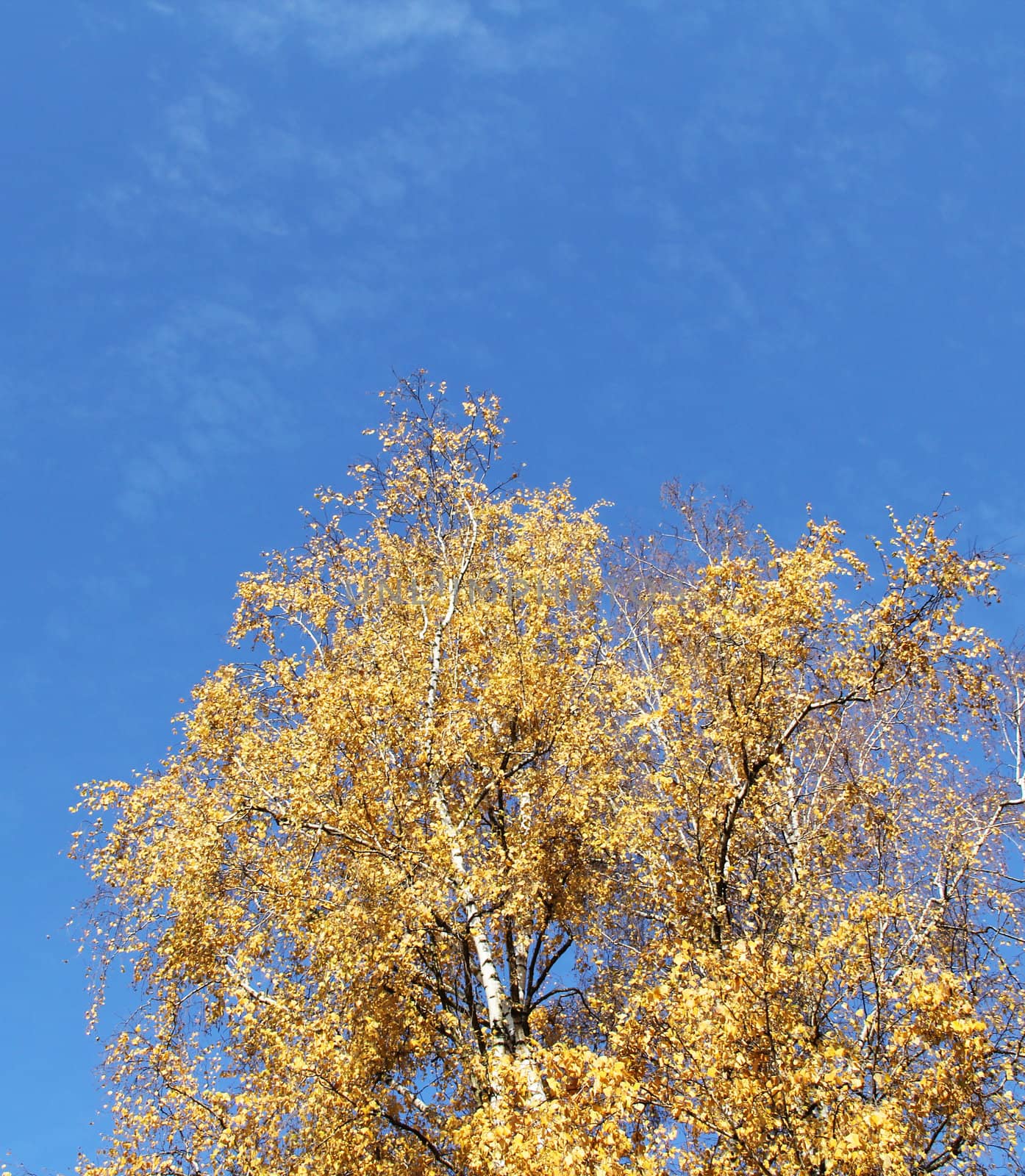 Crown of Autumn  trees on blue sky background
