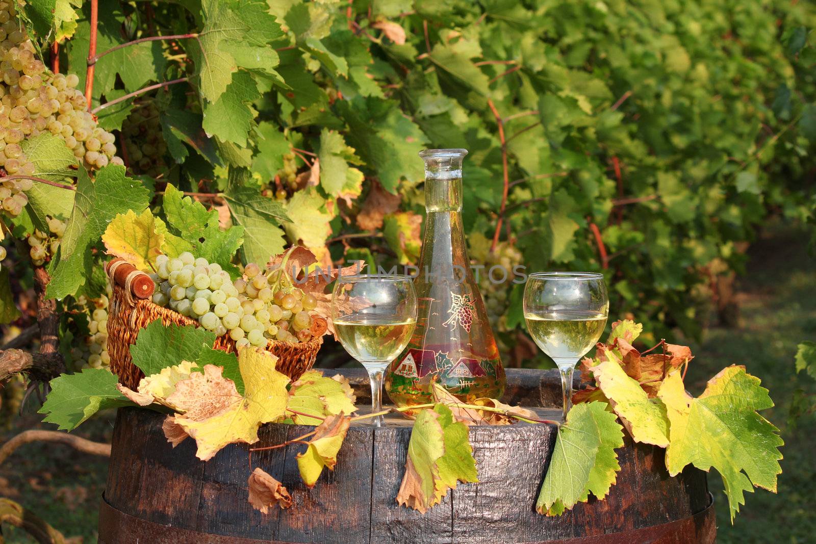 white wine autumn scene