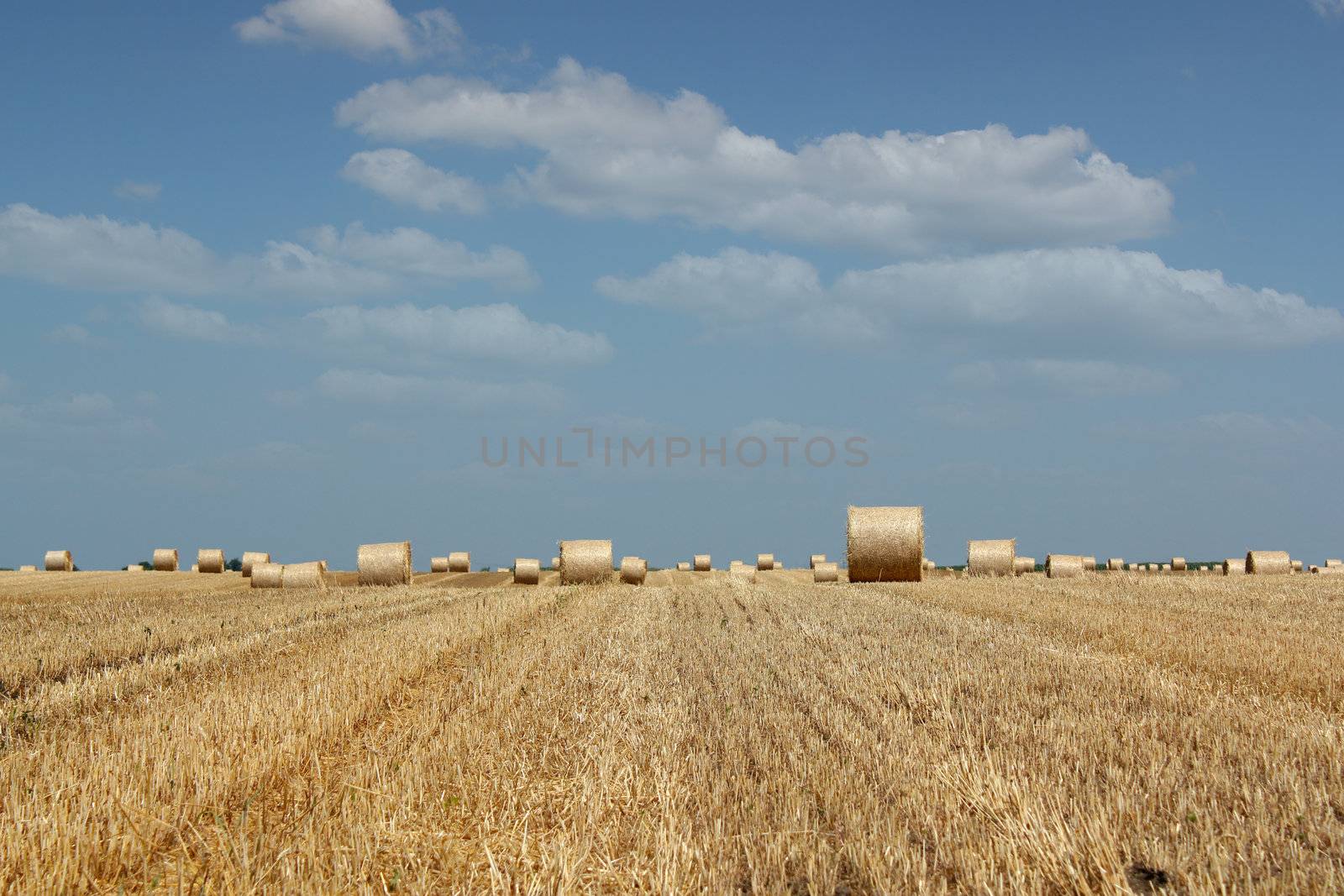 agriculture field with straw bale