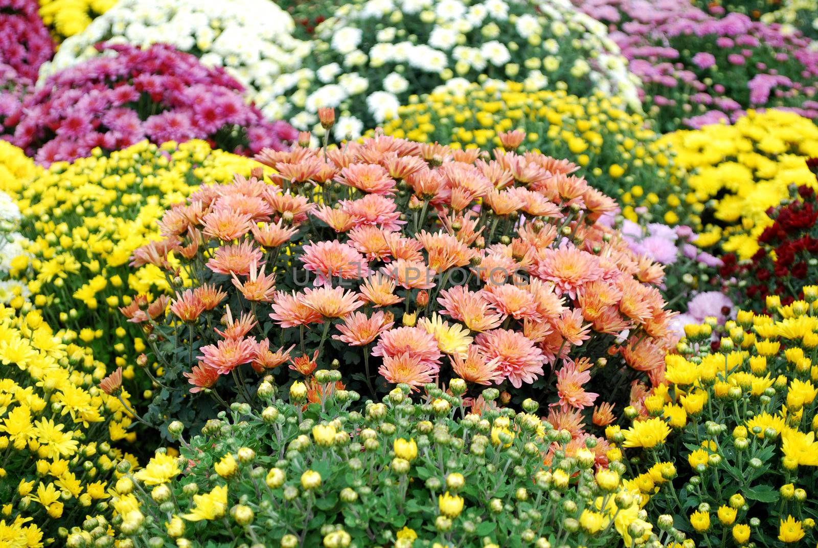 autumn colorful flower