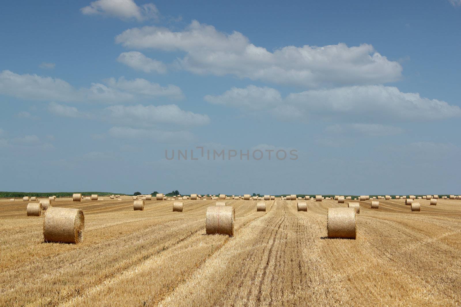 straw bale field by goce
