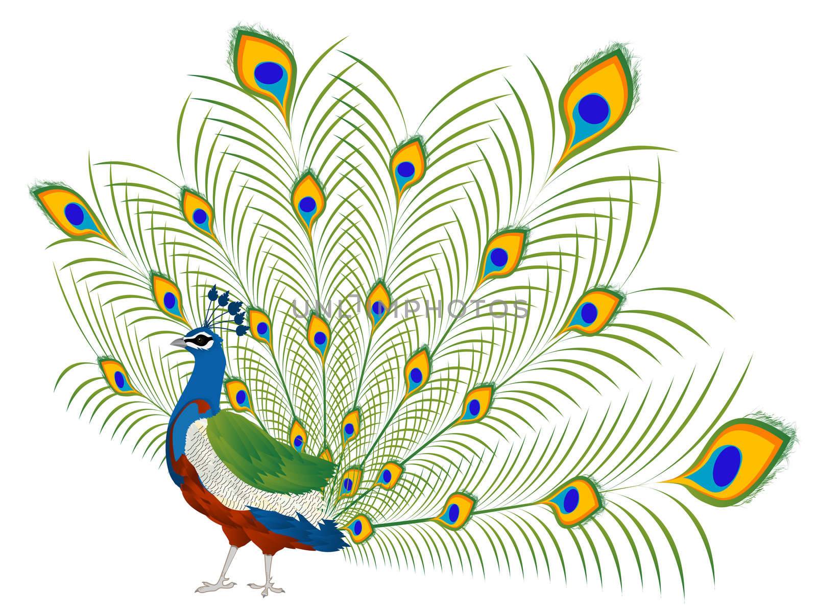 Illustration of a beautiful peacock over white