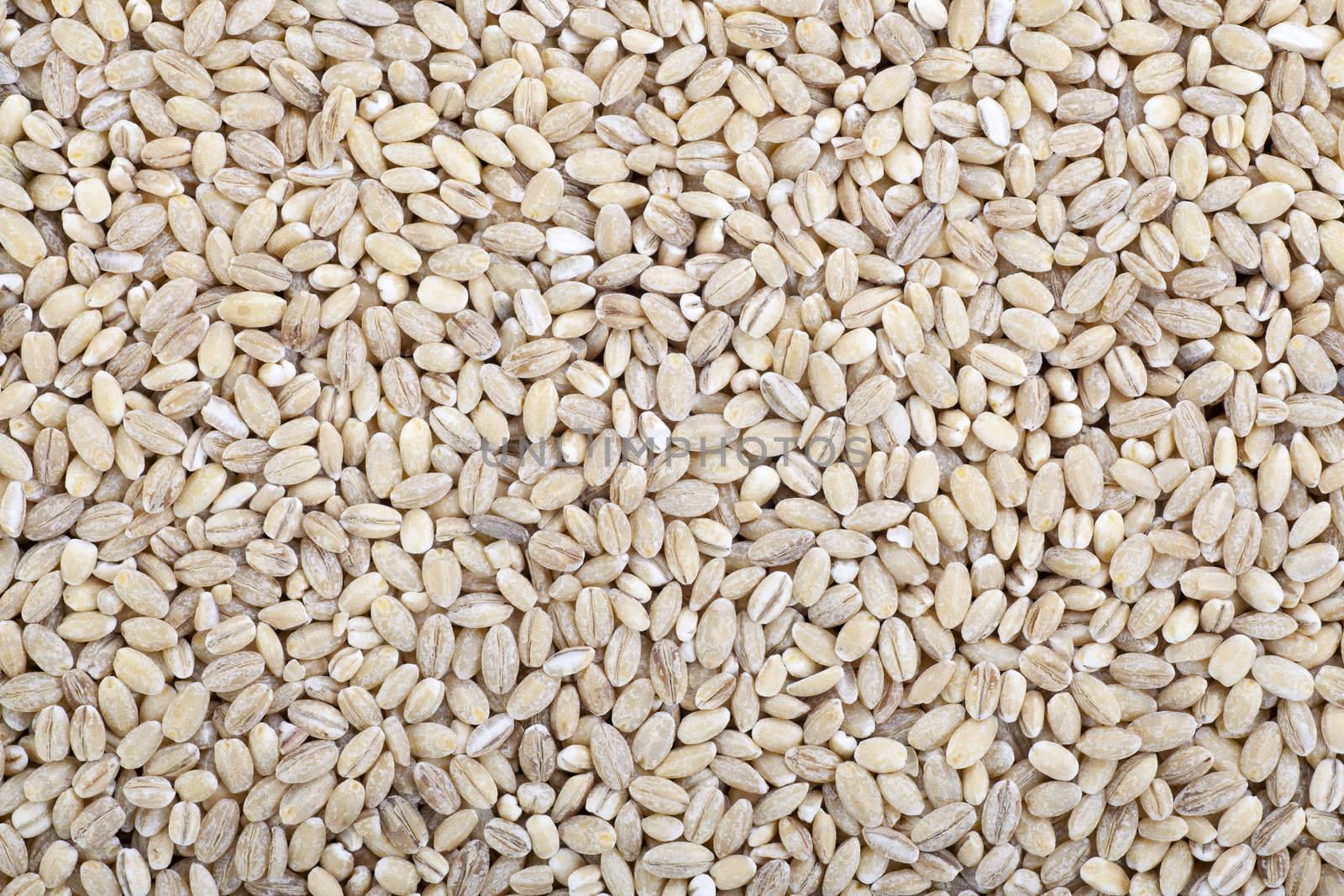 Barley wheat grain food background