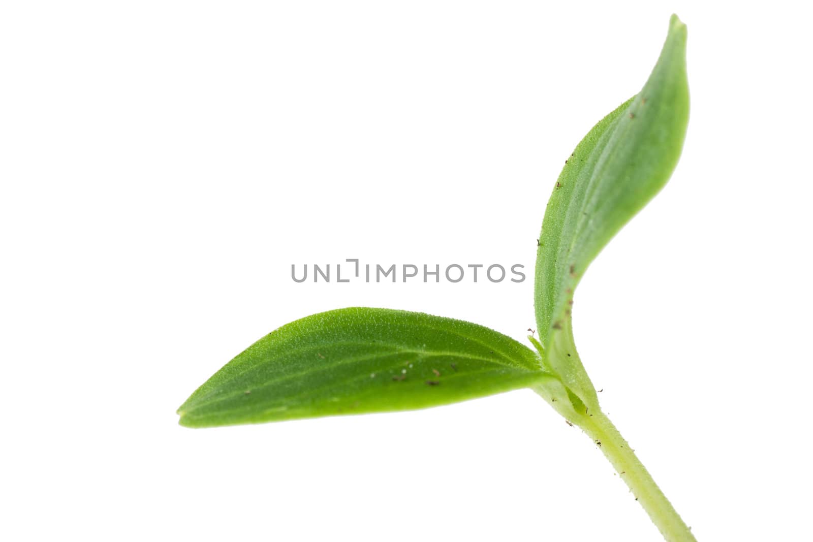 Small plant isolated over white background