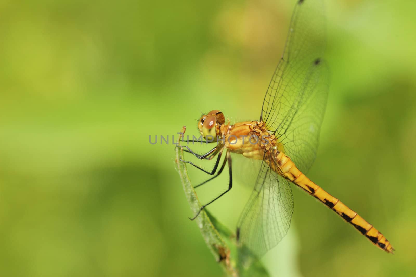 Female Yellow-legged Meadowhawk perched on a plant twig.