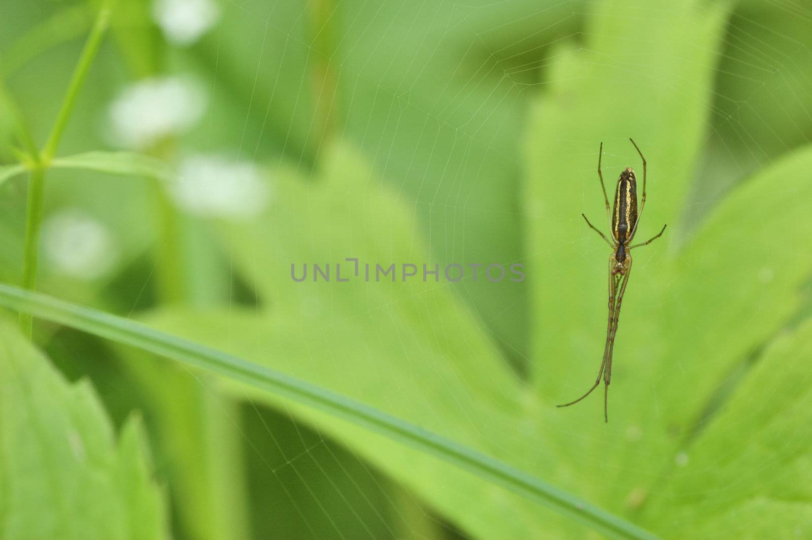 Long-jawed Orb Weaver (Tetragnatha laboriosa) by brm1949