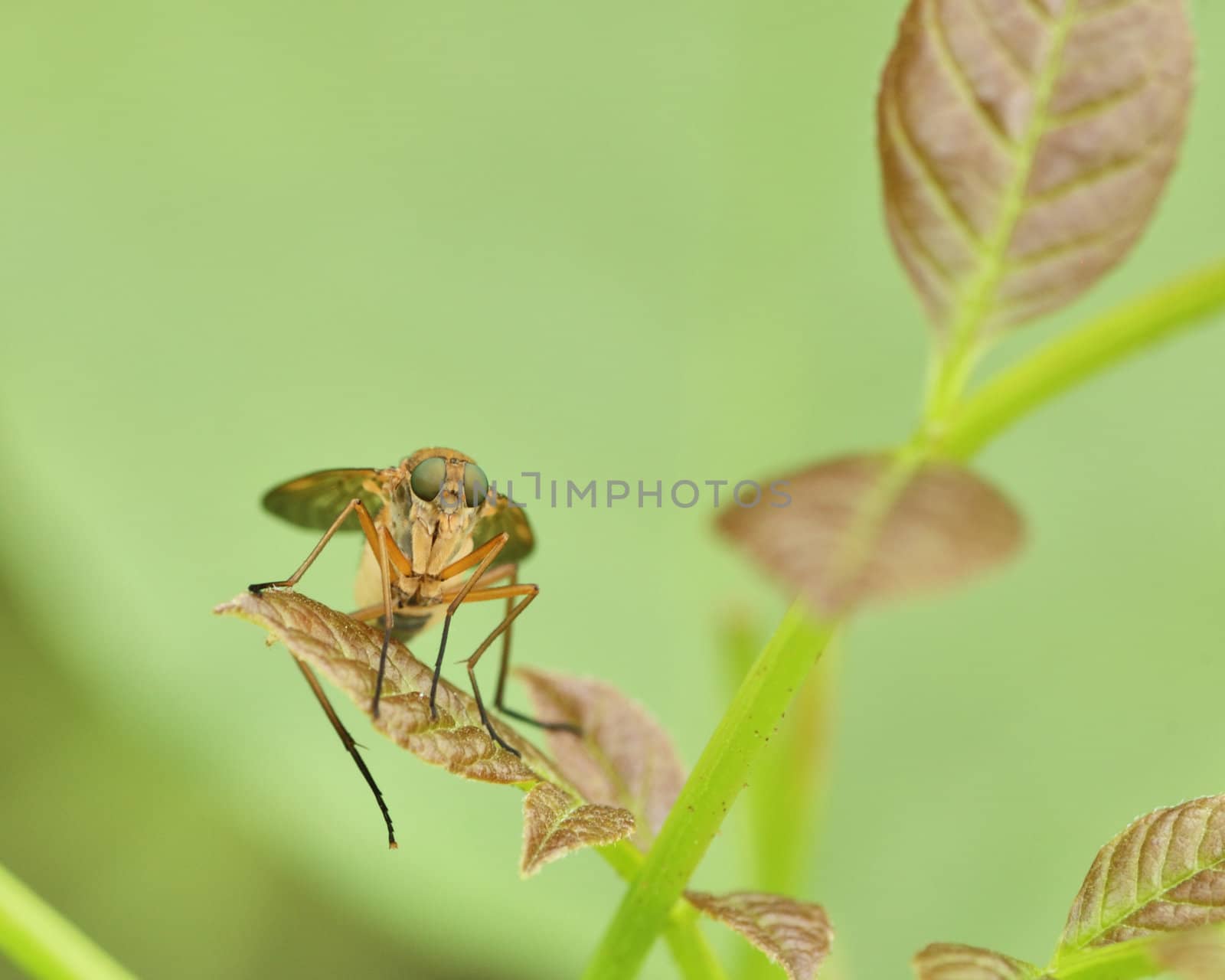 Marsh Fly perched on a plant leaf in a swamp.