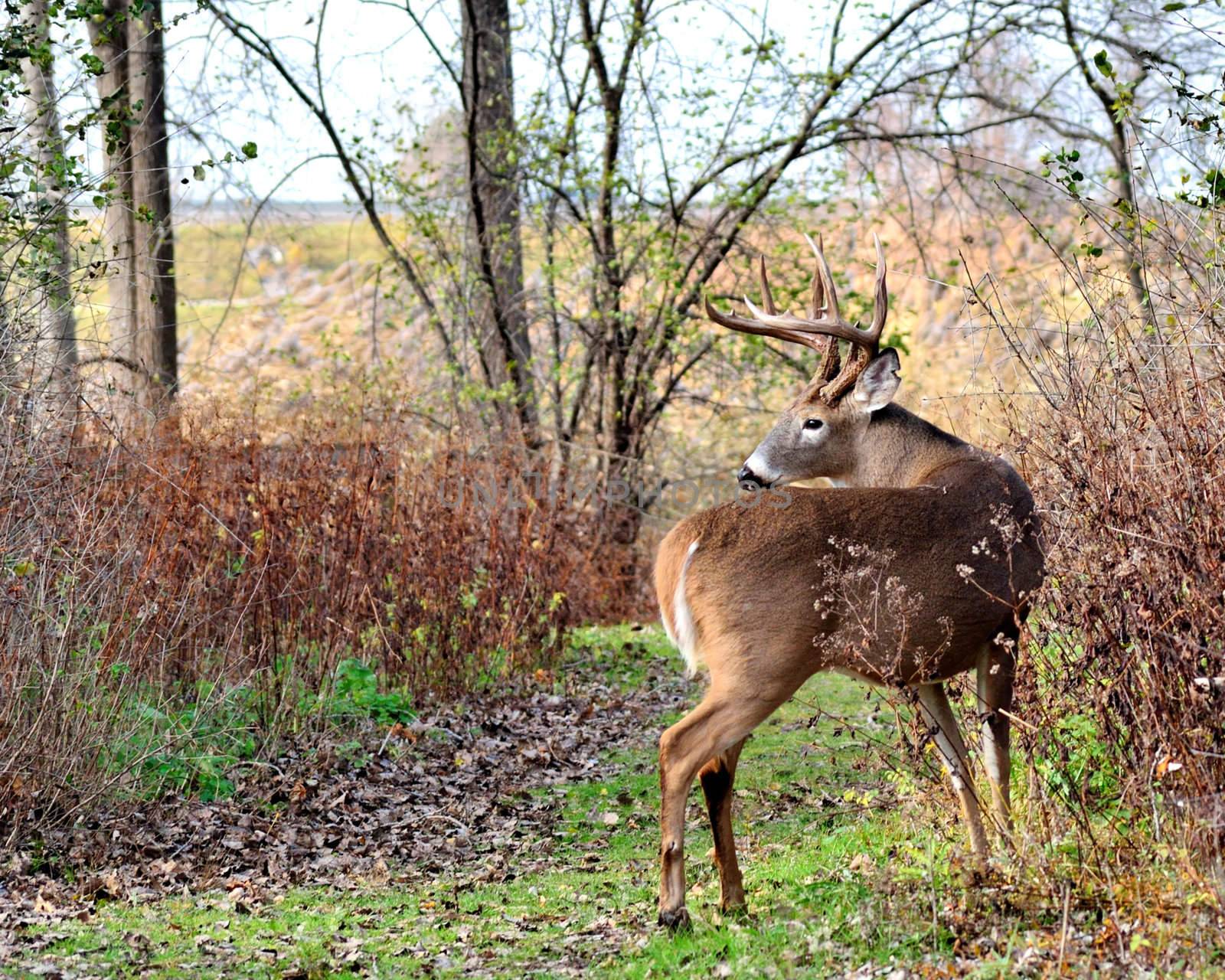 Whitetail Deer Buck standing on a path in the woods.