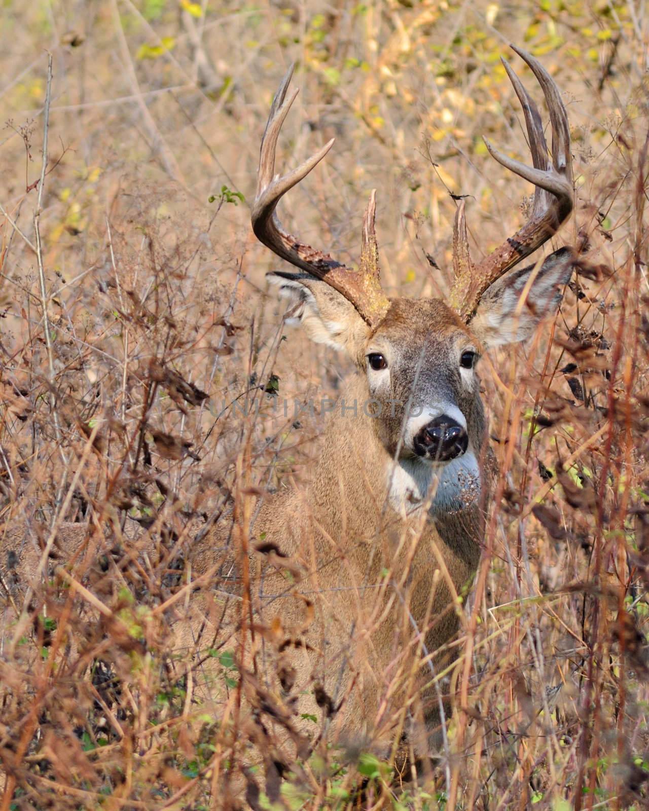 Whitetail Deer Buck closeup standing in a field.