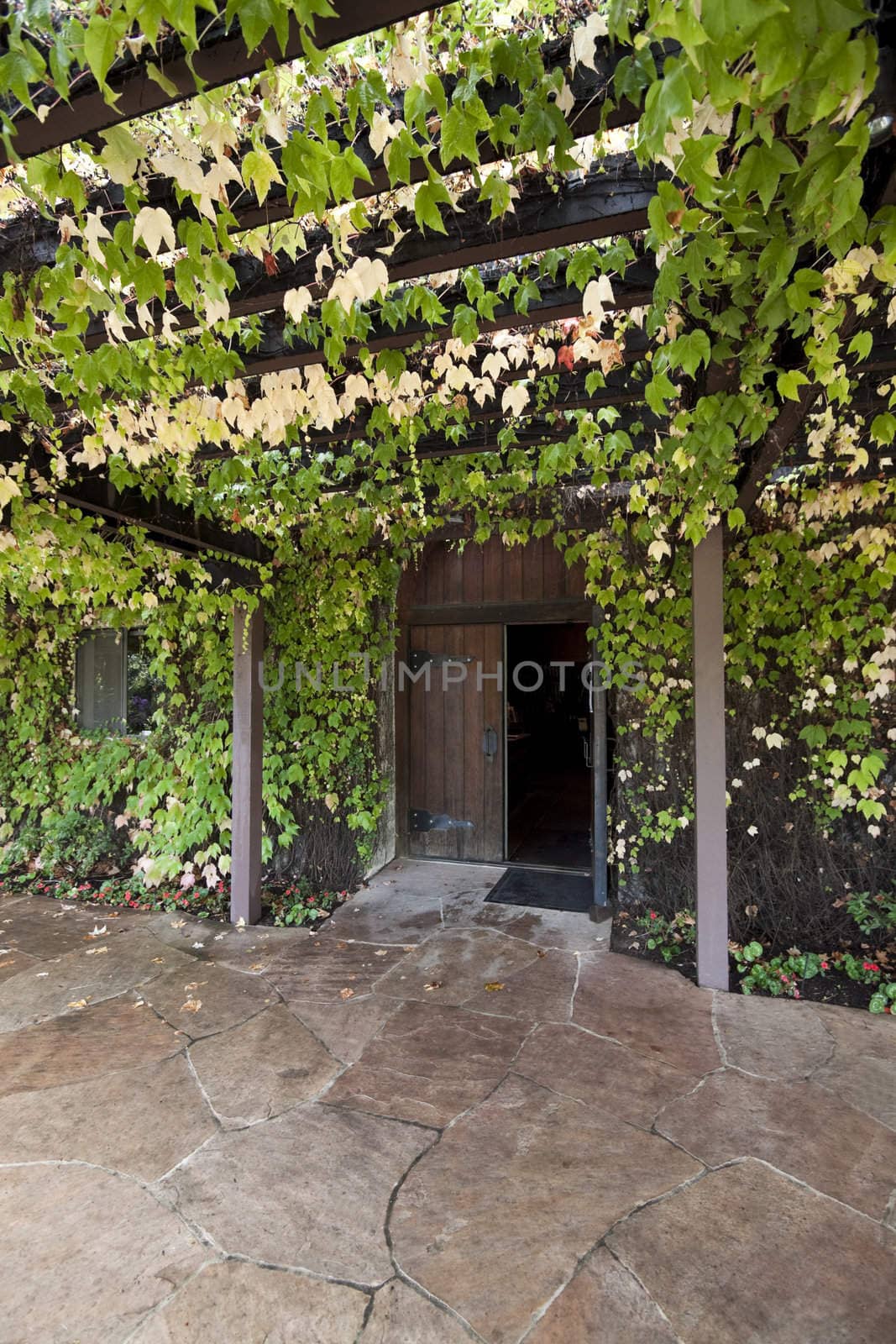 A trellis covered with green vines leading to a doorway