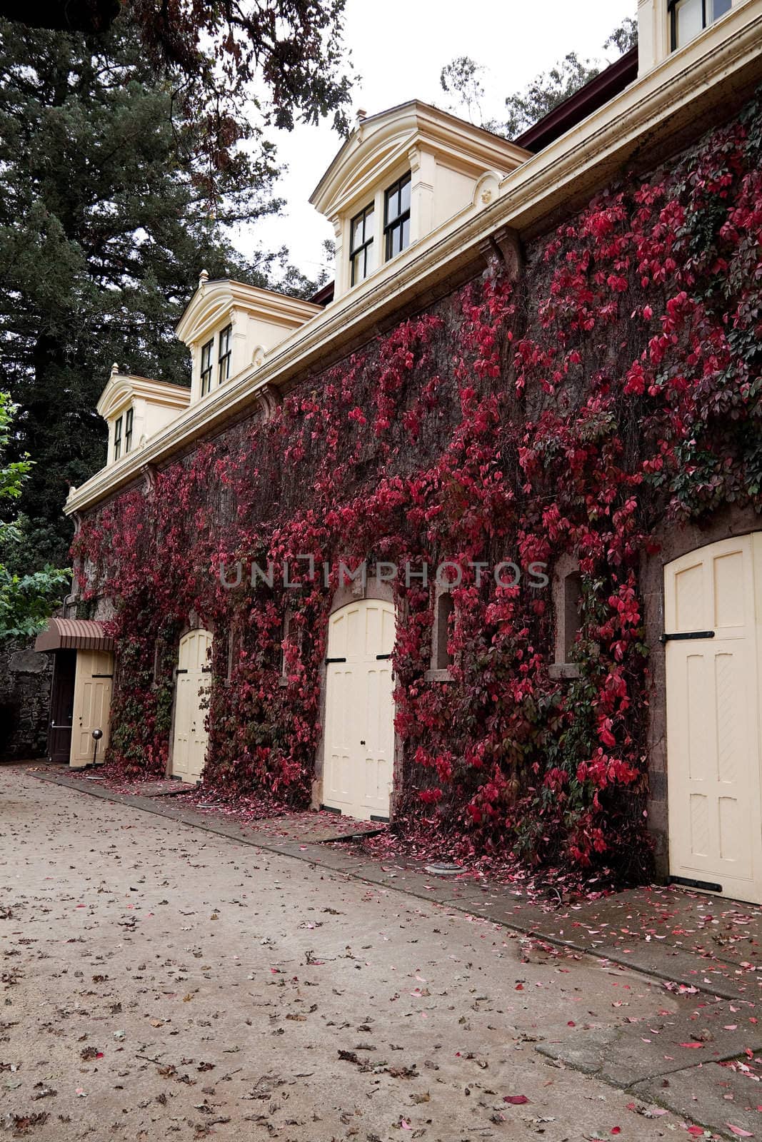 A stable with several wood doors and covered with red ivy