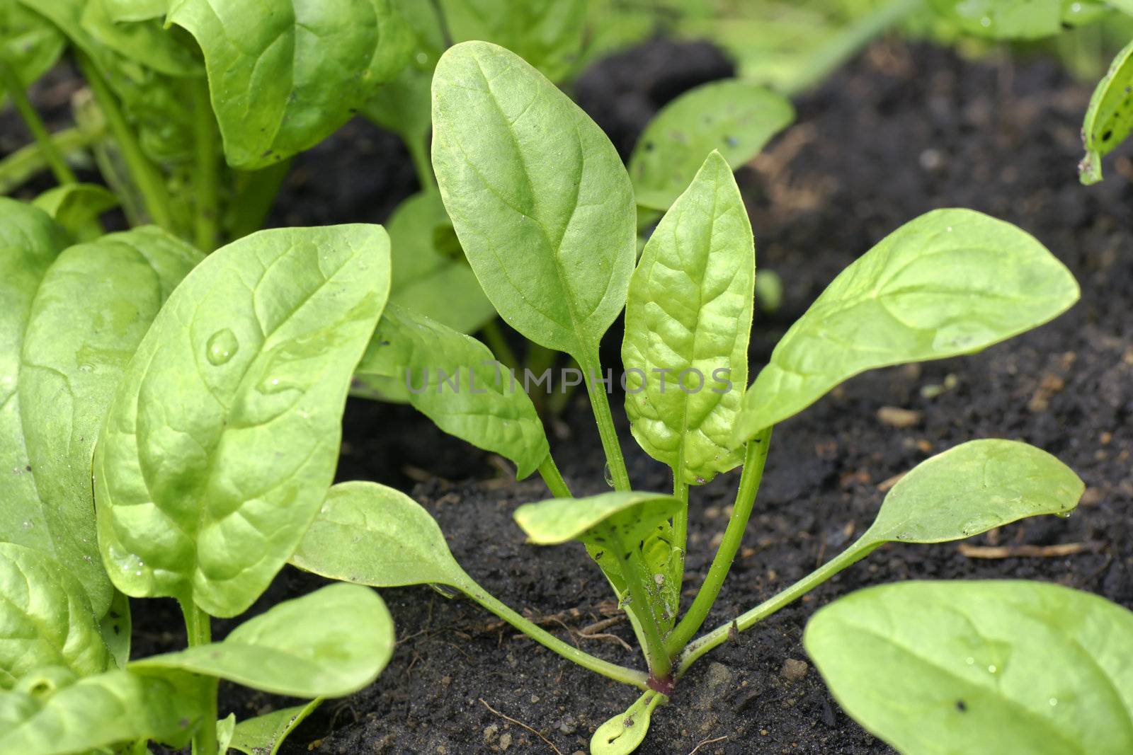 Delitious and healthy organic baby spinach growing in the garden.