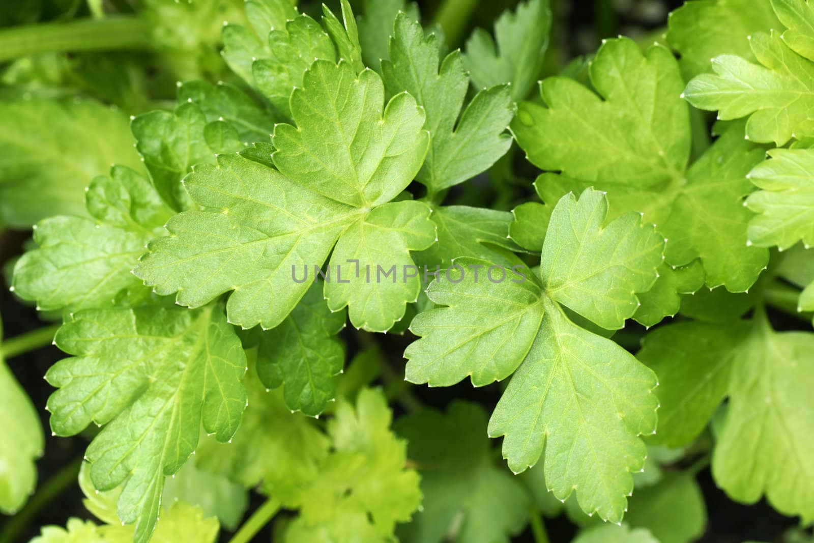 Growing parsley leaves by Mirage3