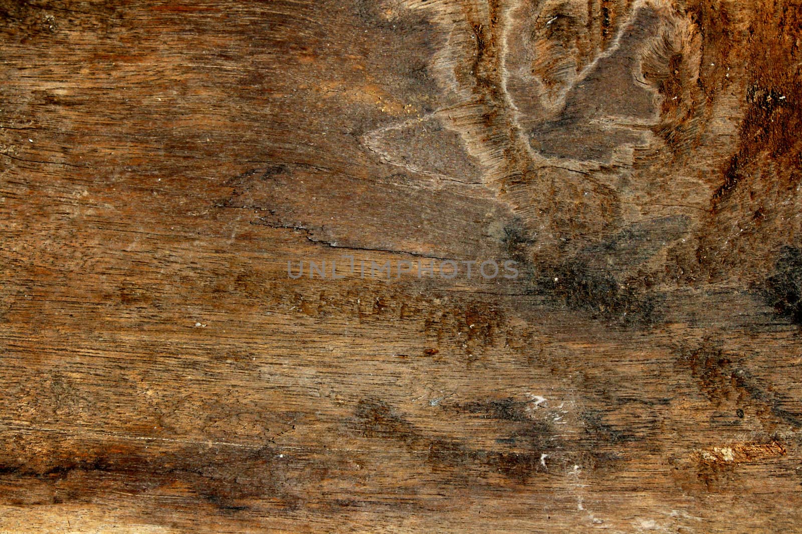 Brown closeup of wood texture