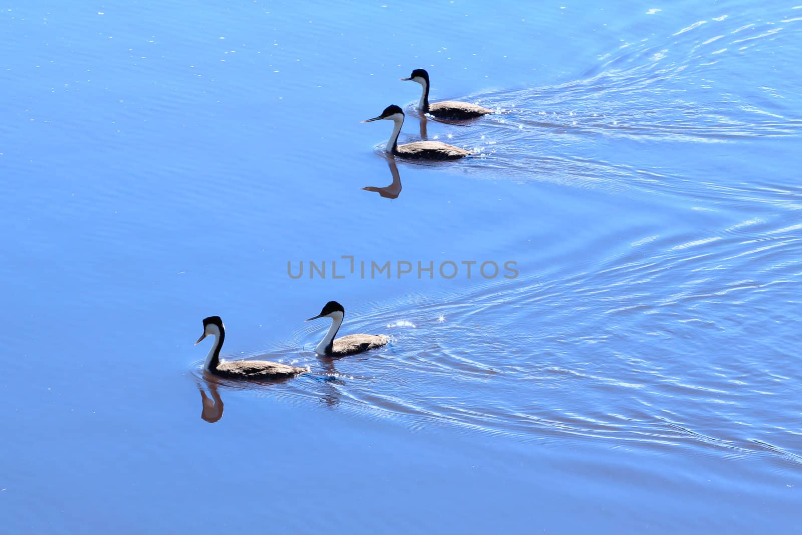 Four ducks swimming on a lake in Canada