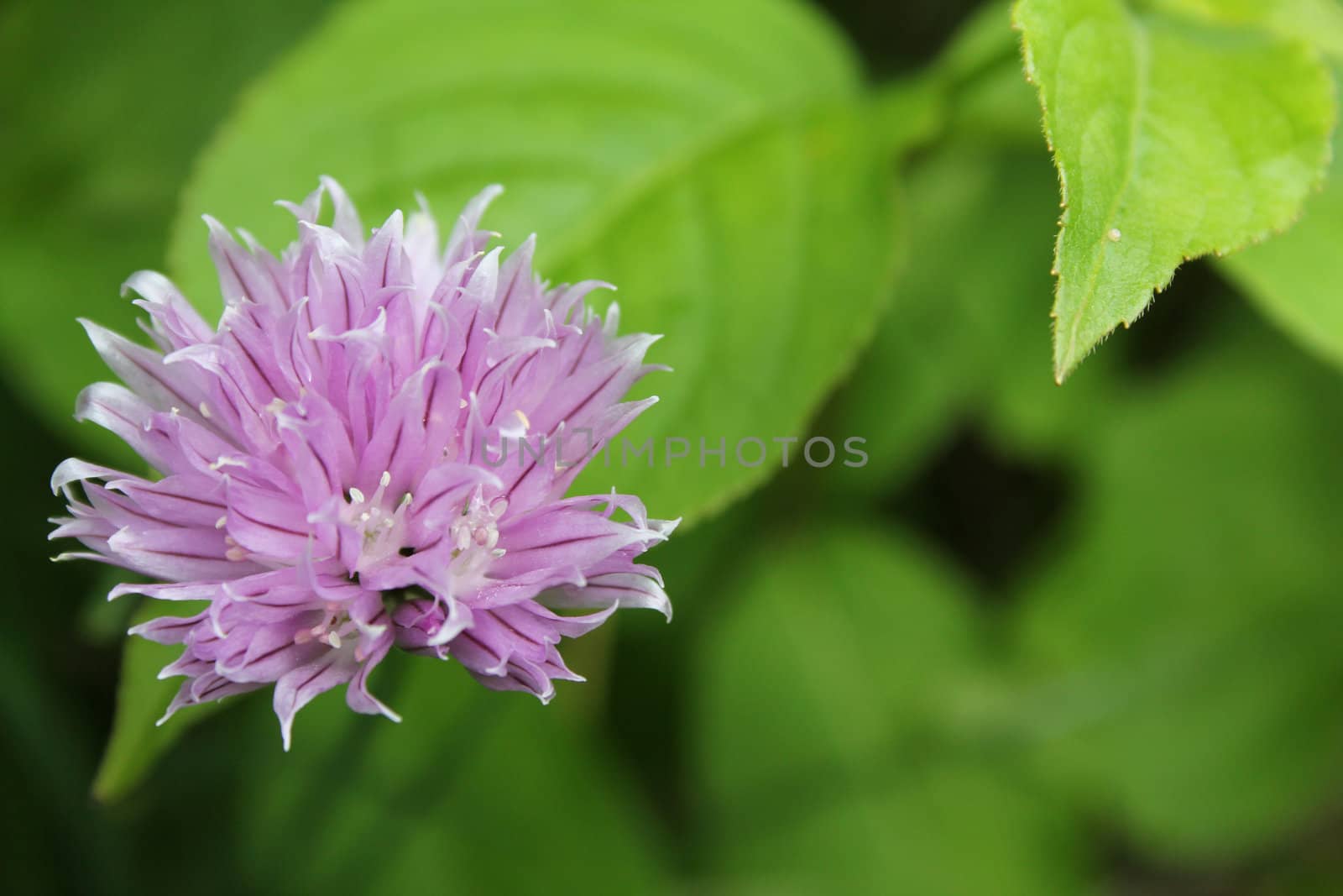 Blooming chive plant with purple flower, Allium schoenoprasum