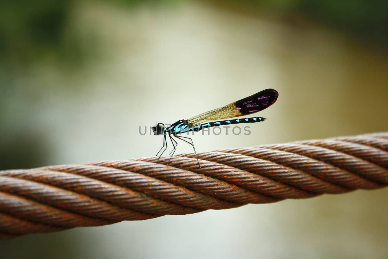 Dragonfly hold on the wire