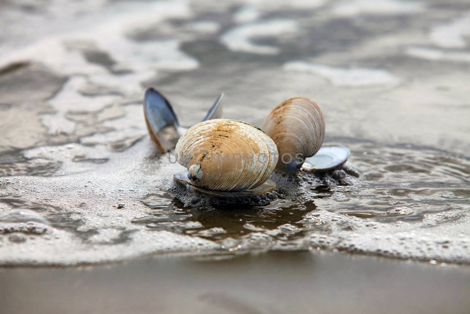 Three bowls on a beach in water