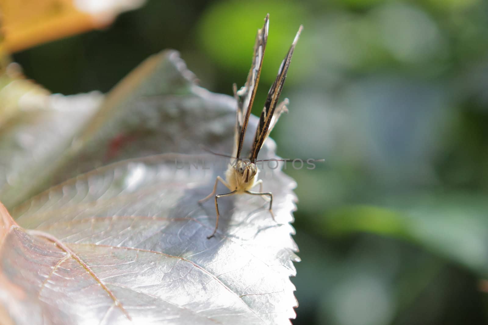 close up photo of a beautiful butterfly