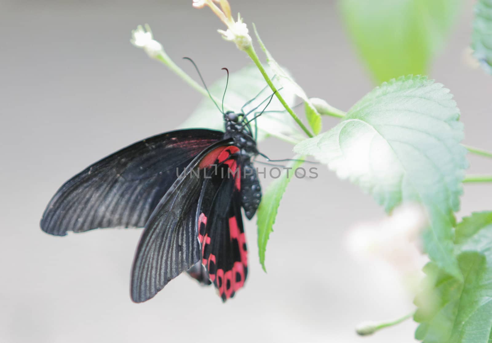 butterfly by toliknik