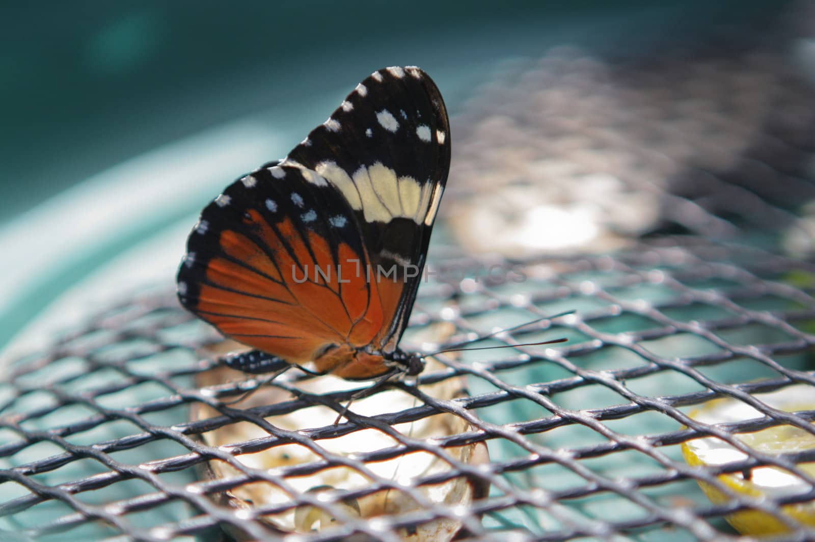 butterfly by toliknik
