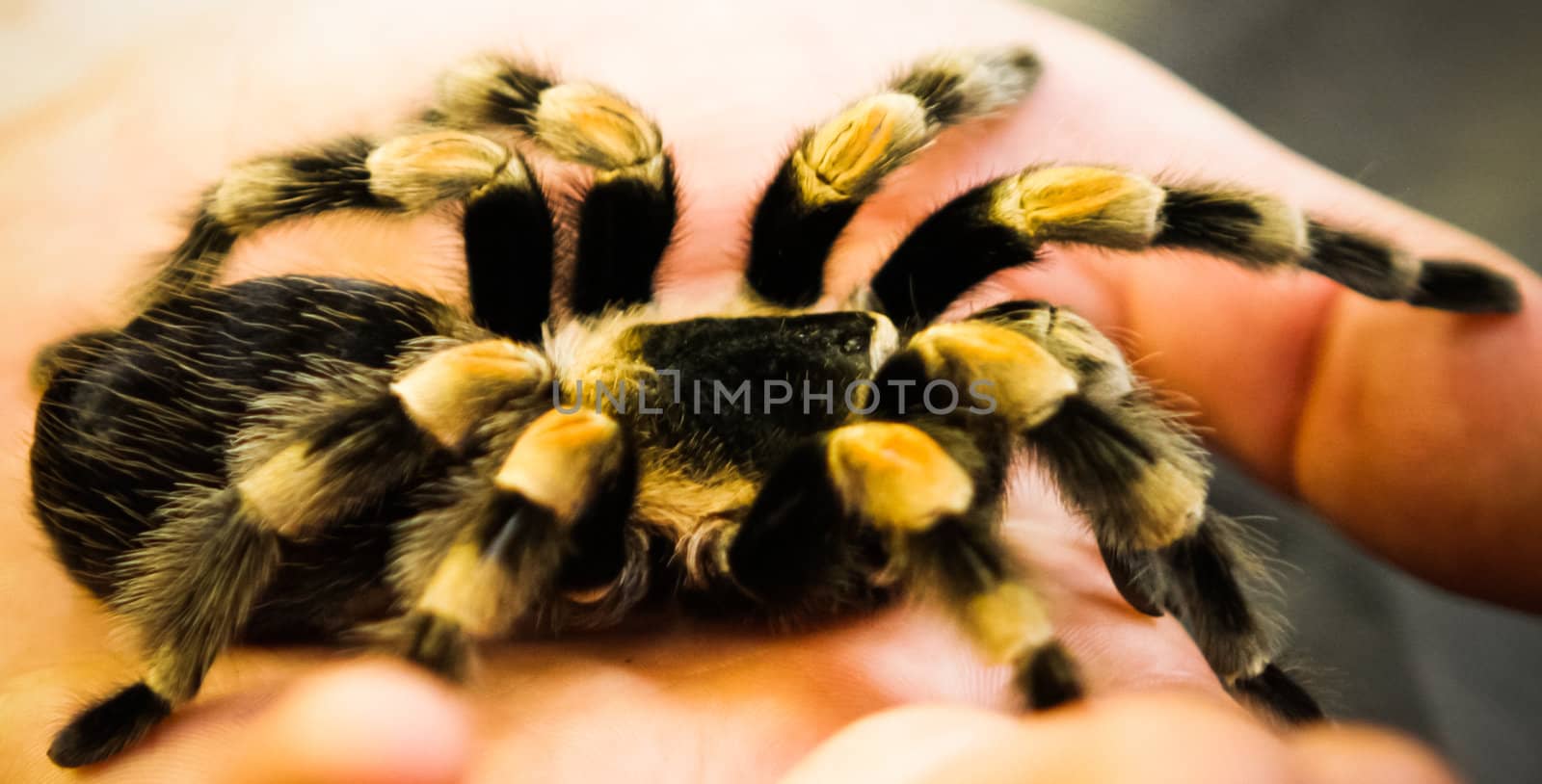 poisonous black and yellow spider tarantula in small hands