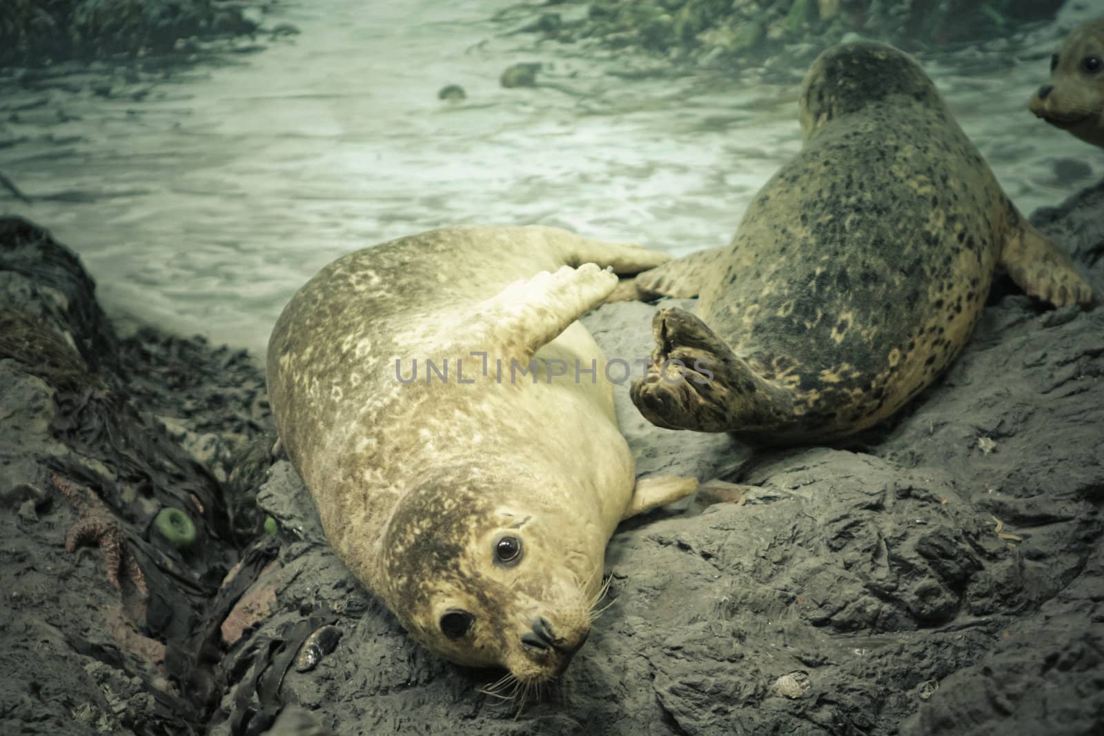 decorative fur seals lying on rocks in a zoo