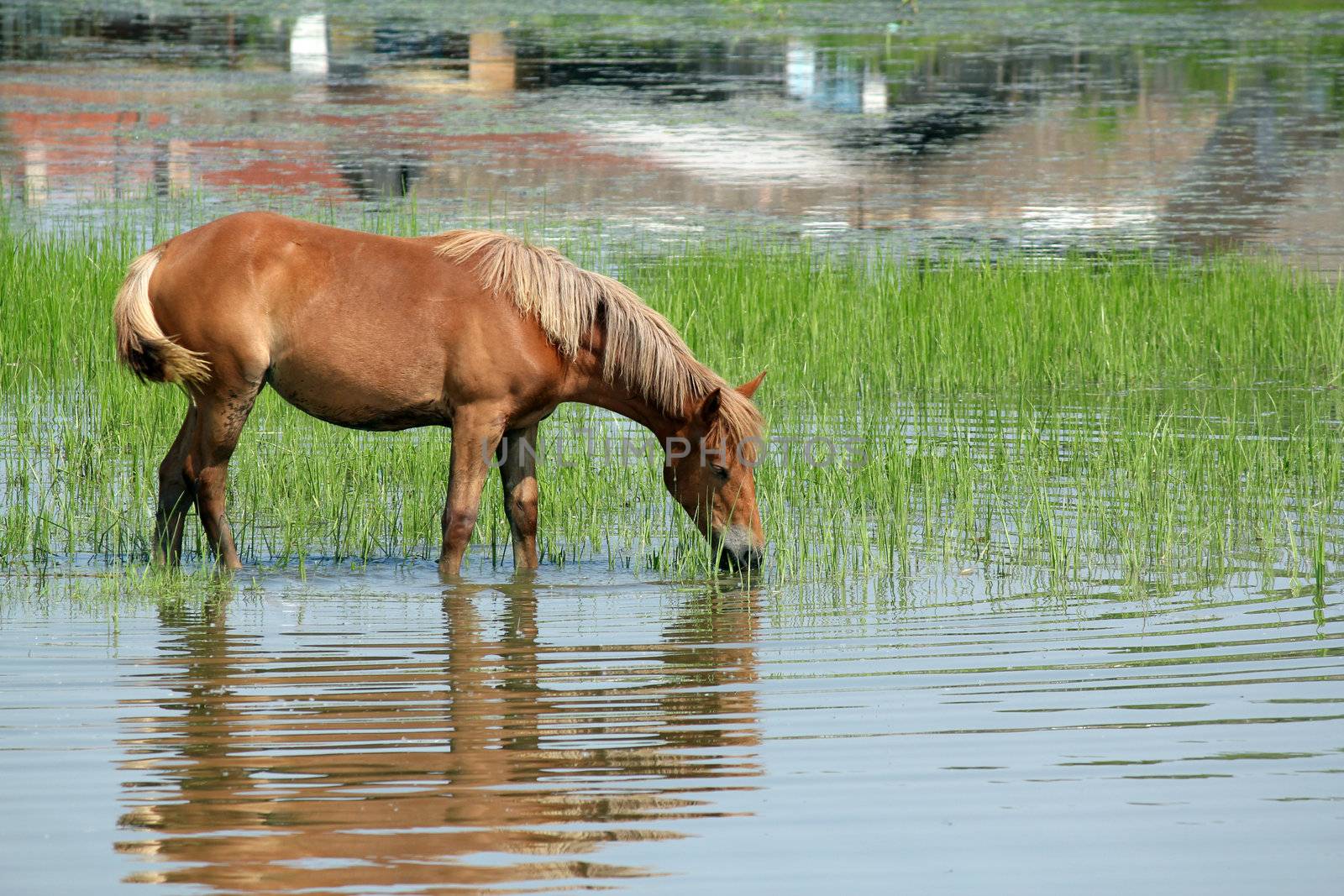 brown horse standing in the water and grazing by goce