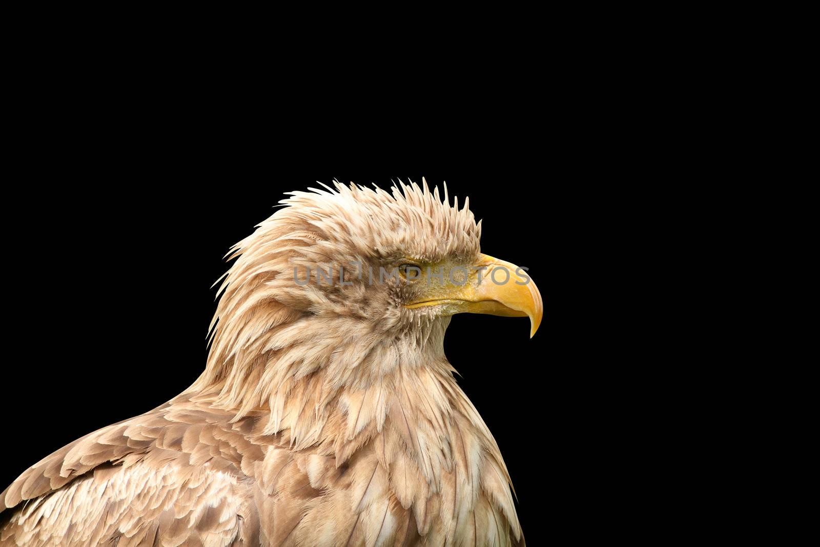 European white tailed eagle isolated on black by goce