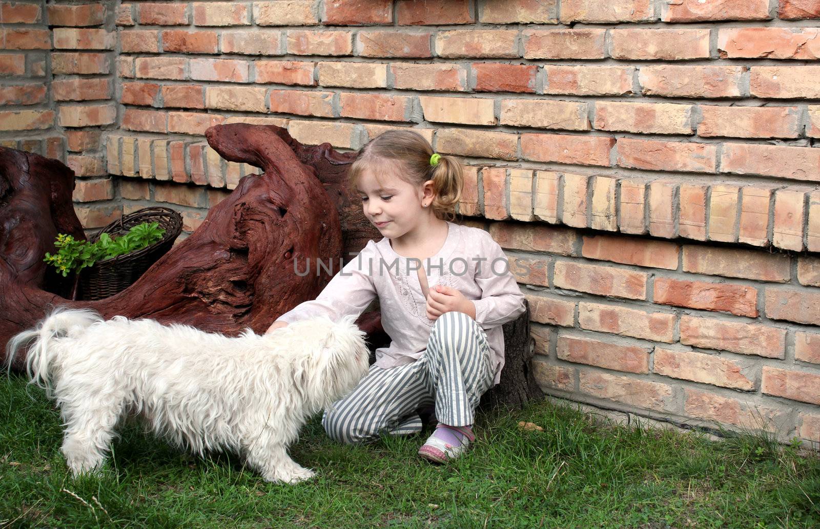 beauty little girl play with Maltese puppy pet