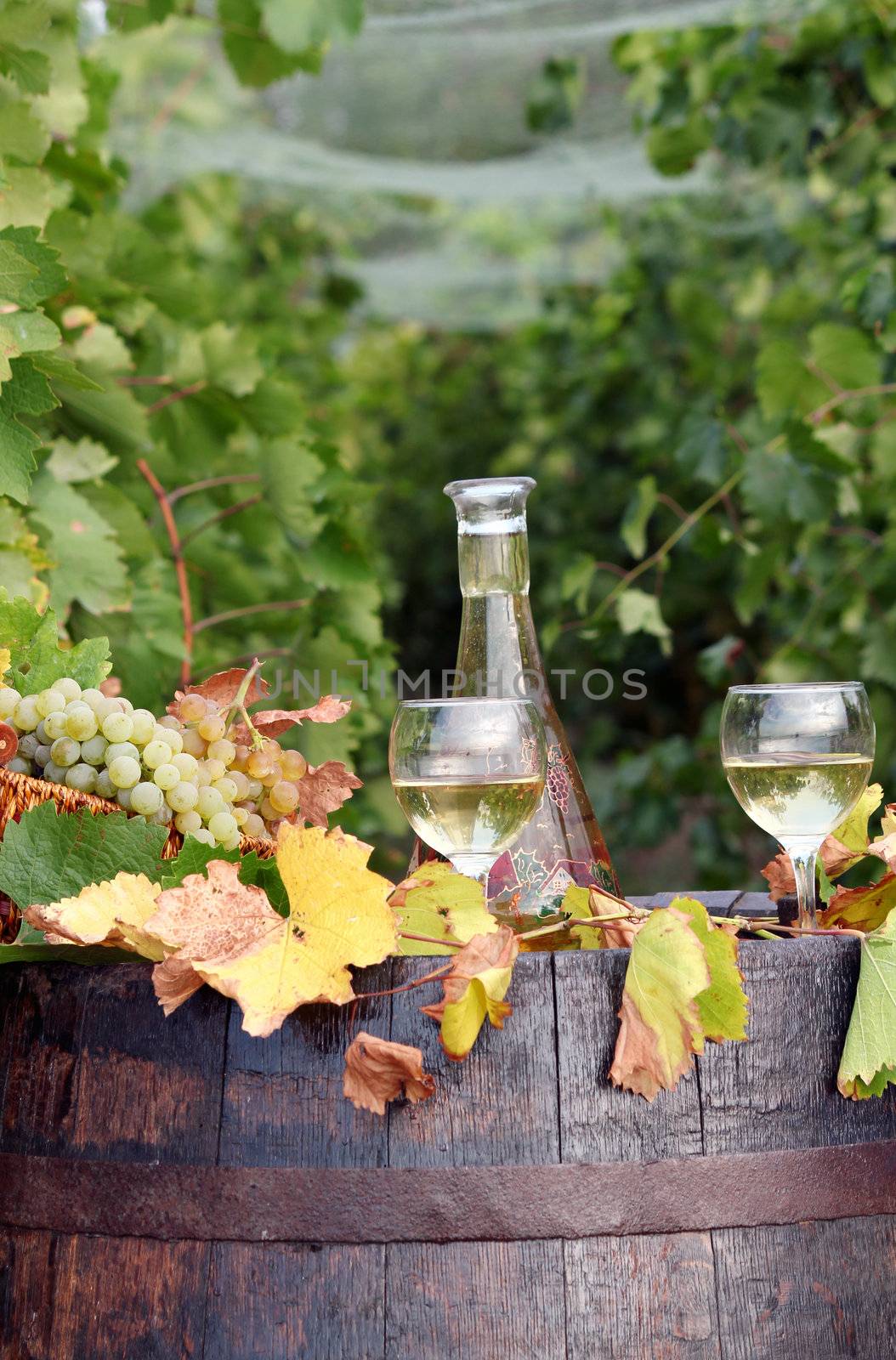 vineyard with white wine and old wooden barrel