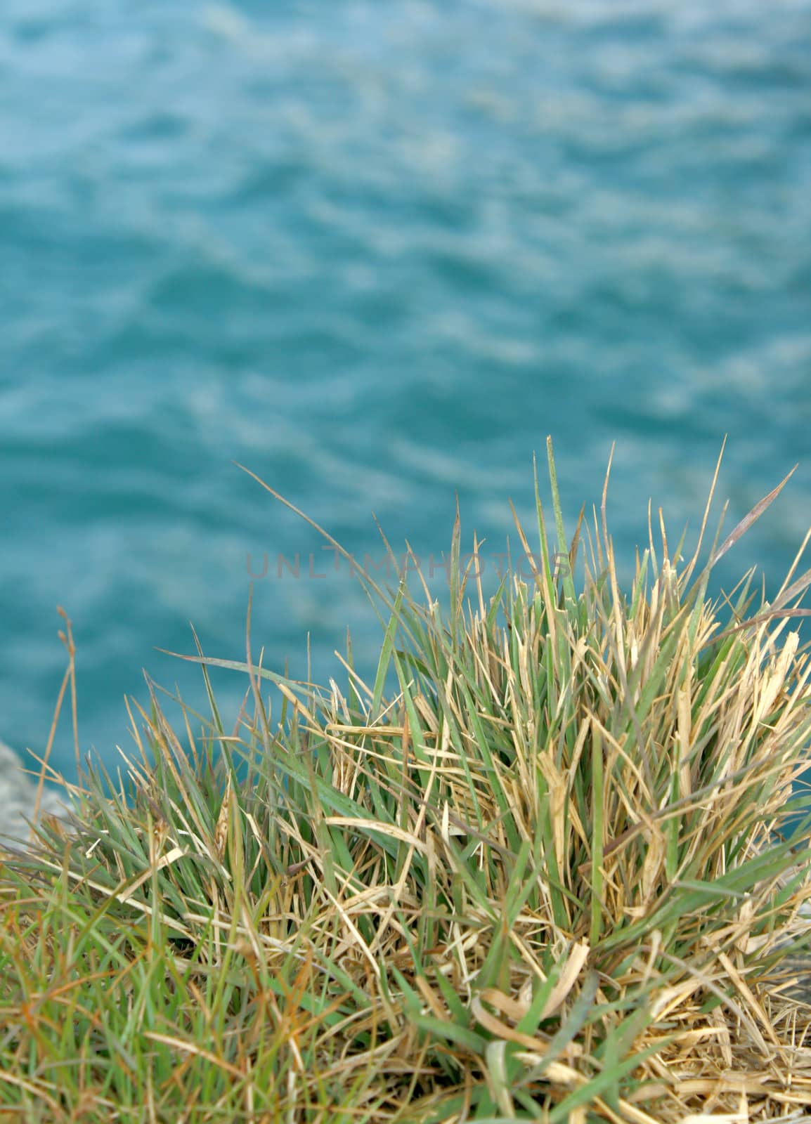 Green grass on sea background