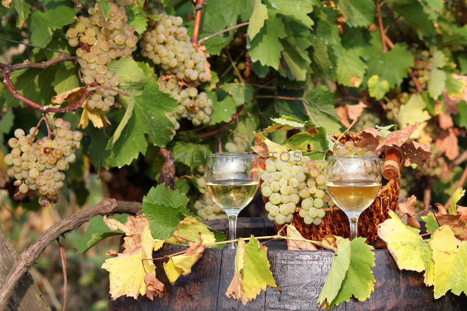 white grape and wine autumn scene by goce