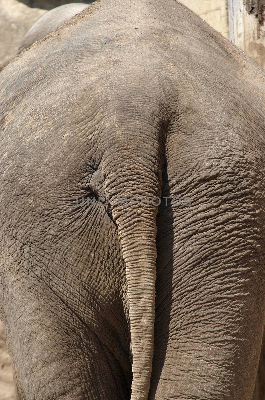 elephant backside by Mibuch