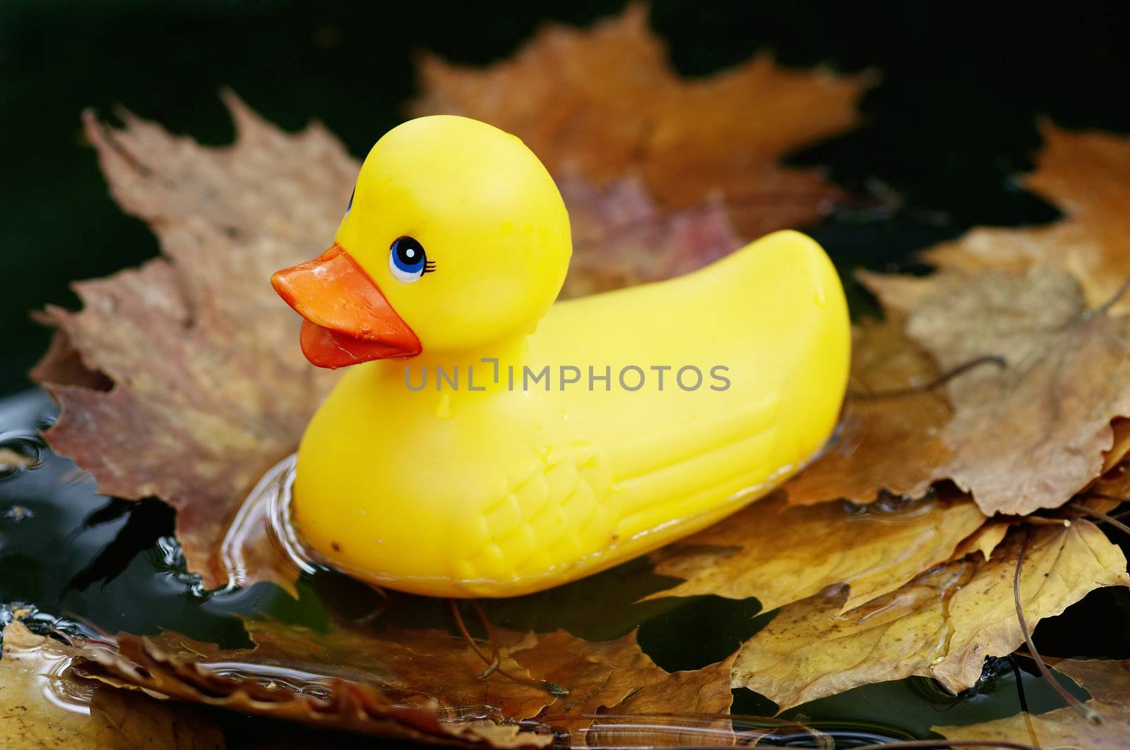 Detail of the yellow plastic duck on the water