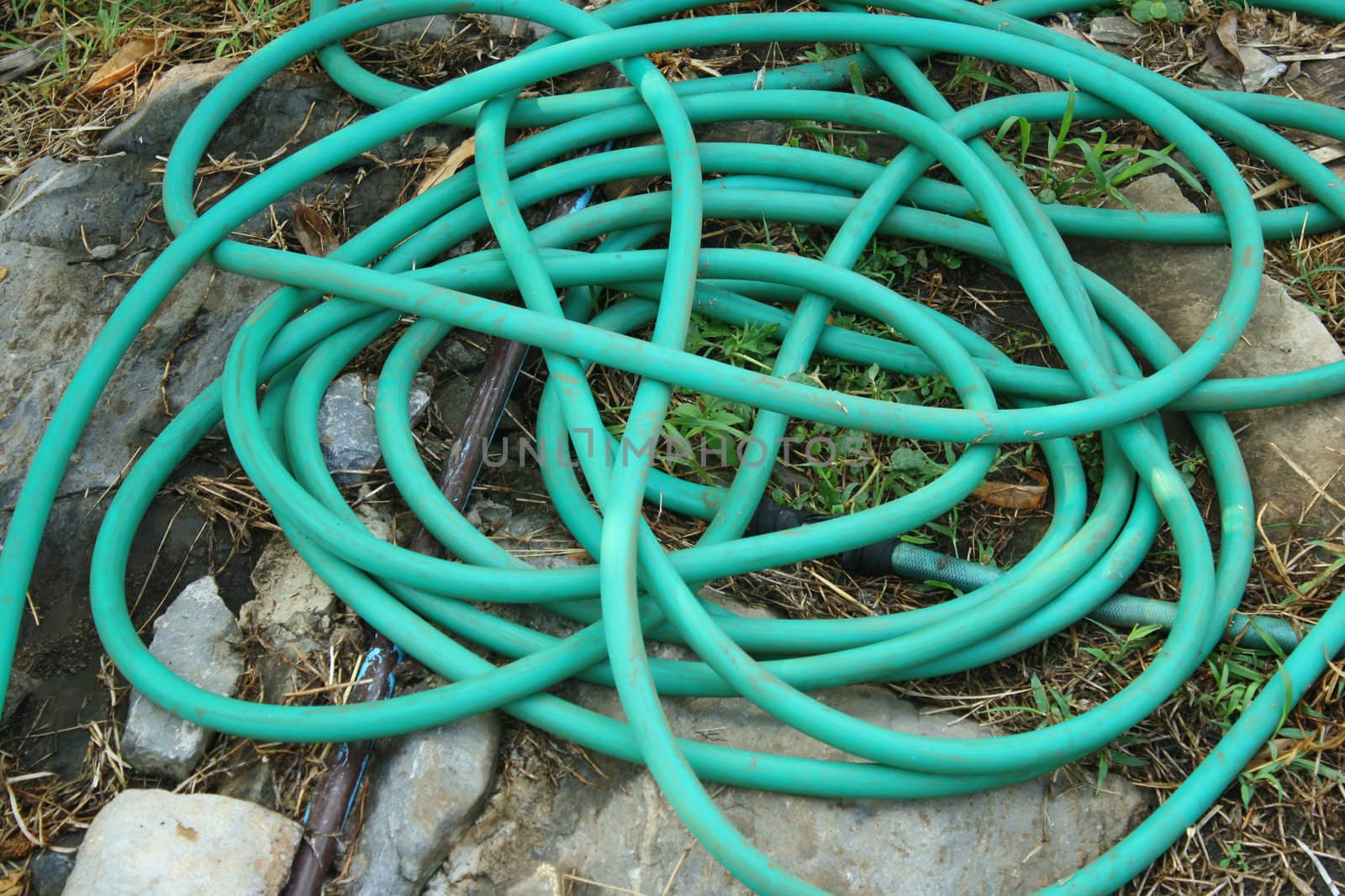 Water hose lie on the garden