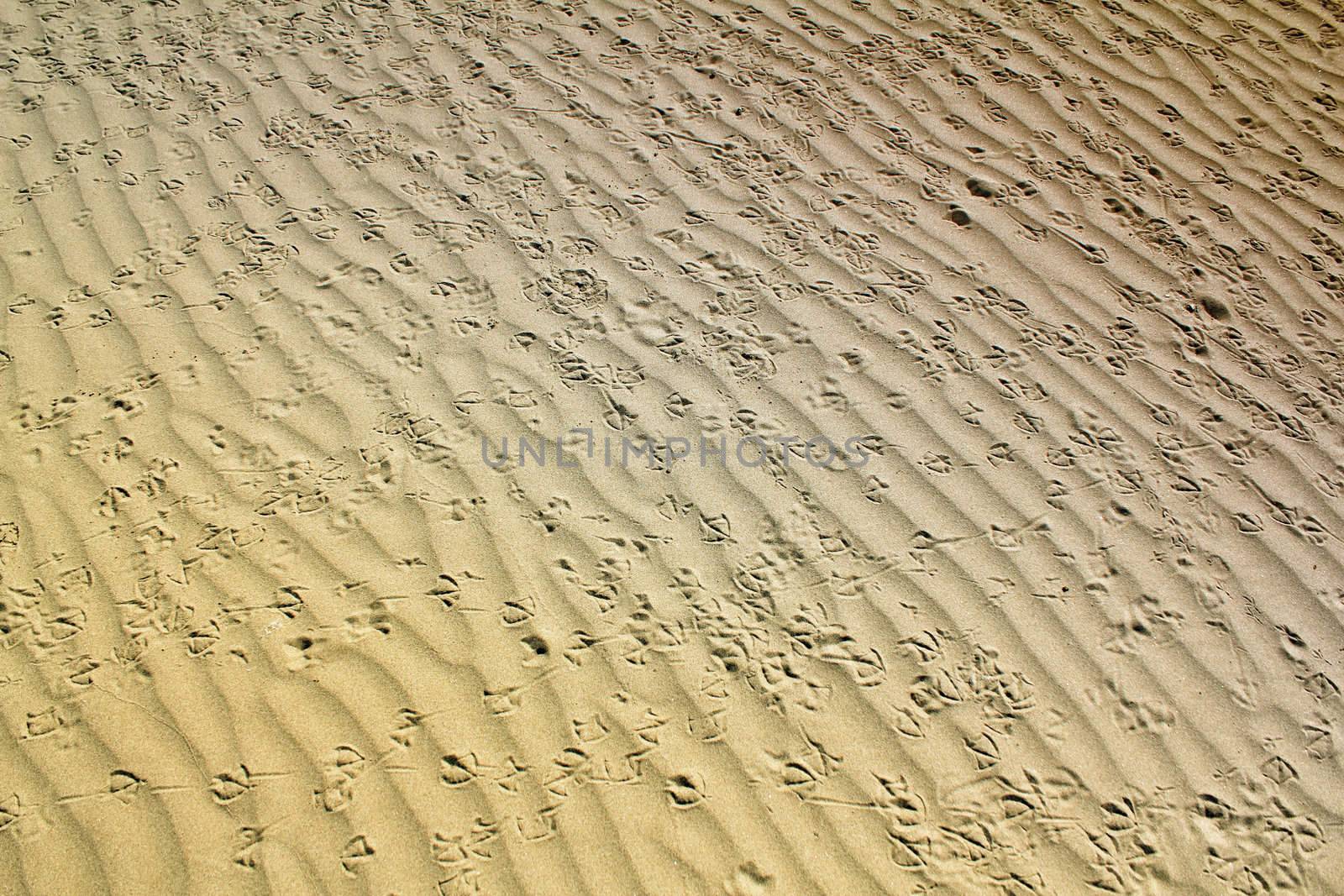 bird tracks in the sand by goce