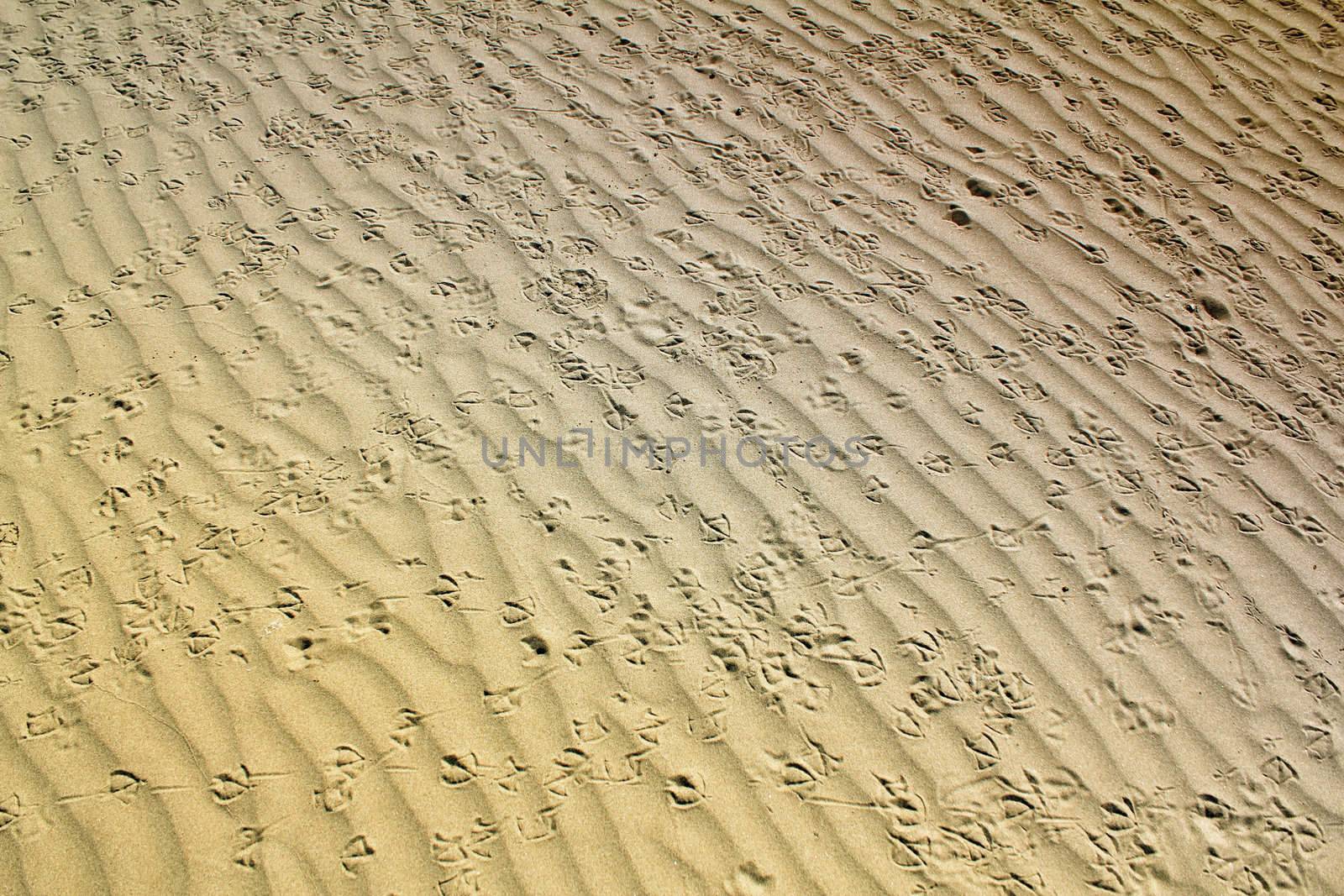 bird tracks in the sand