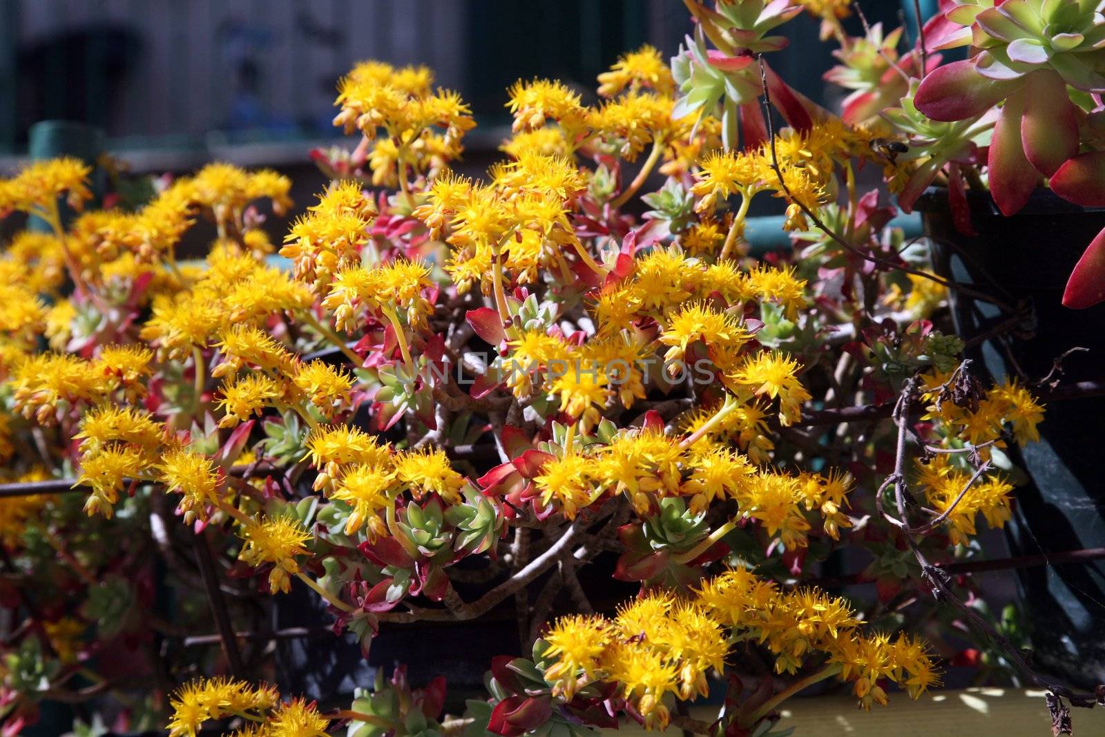 Garden flowers by atlas