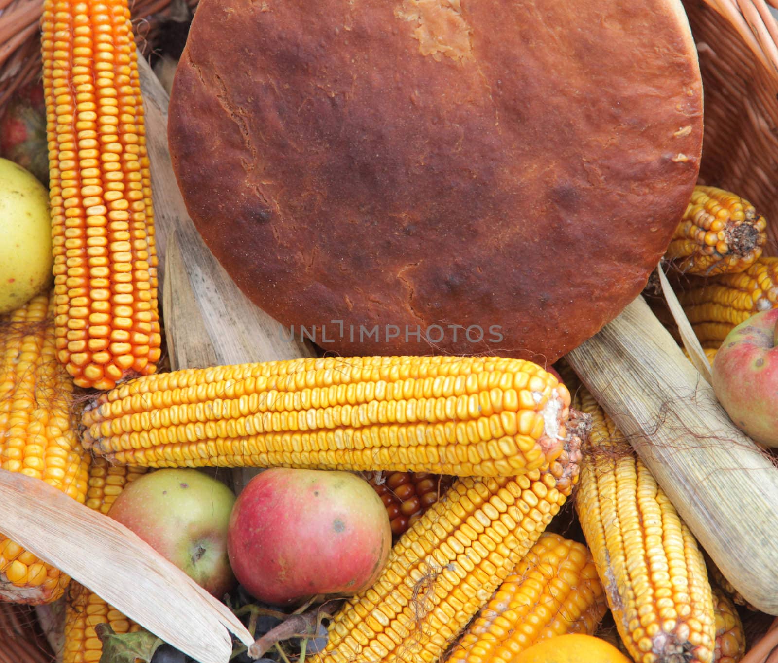 Autumn Harvest