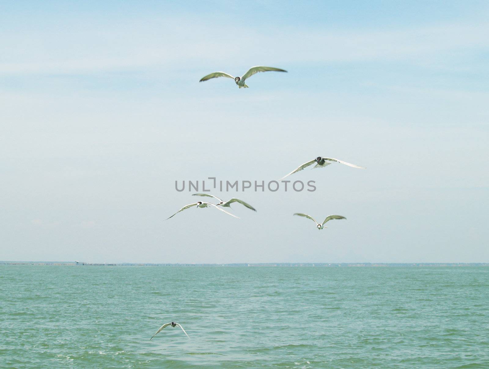 Seagulls flock flying on blue sky