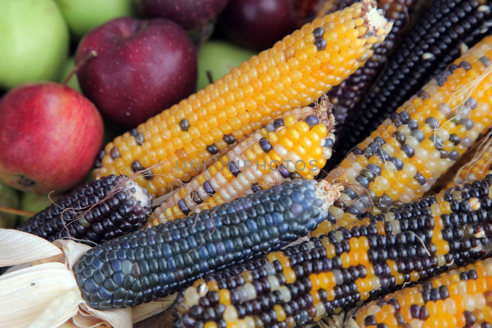 Bushel of apples with colorful Indian corn