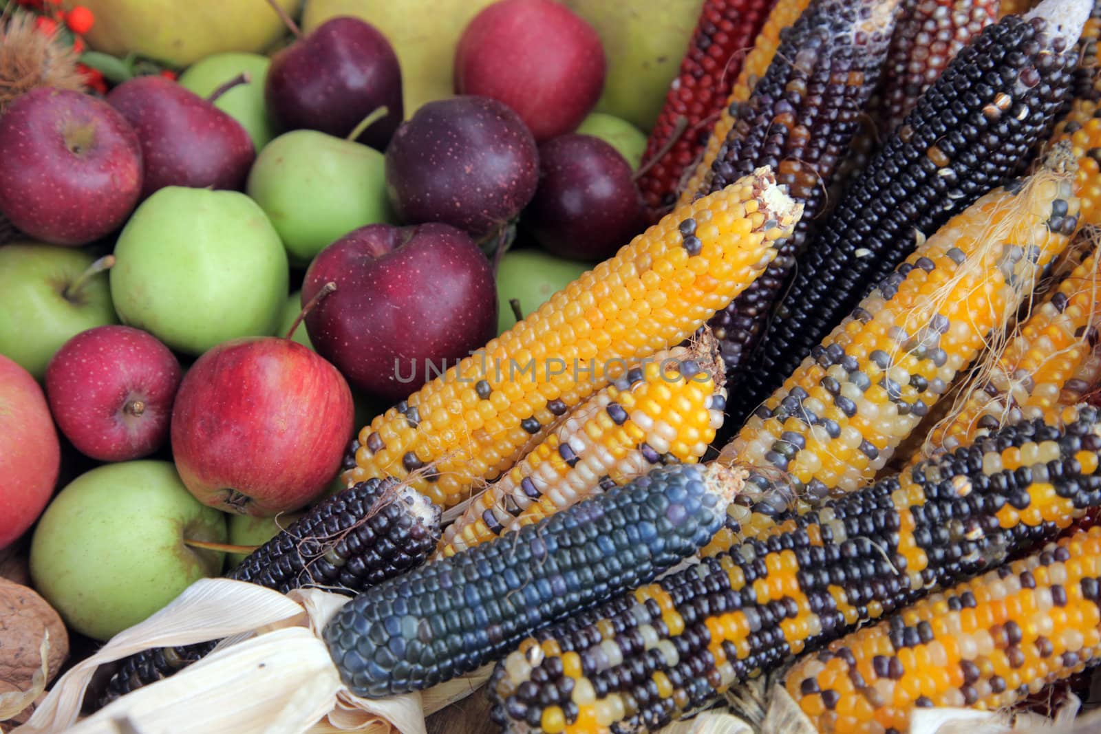 Bushel of apples with colorful Indian corn