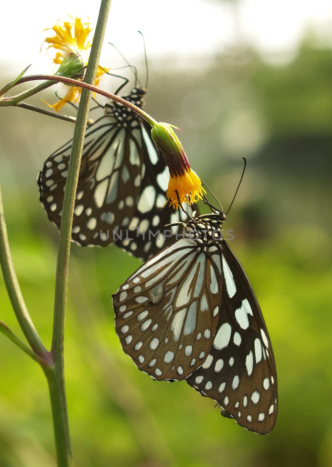 Butterfly feeding on little flower