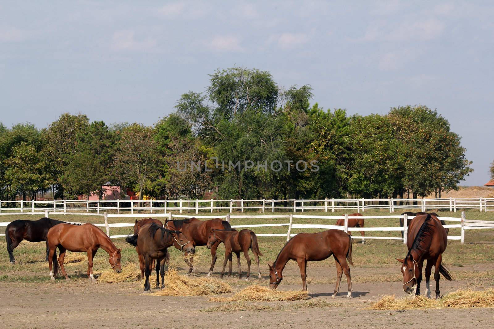 herd of horses in corral