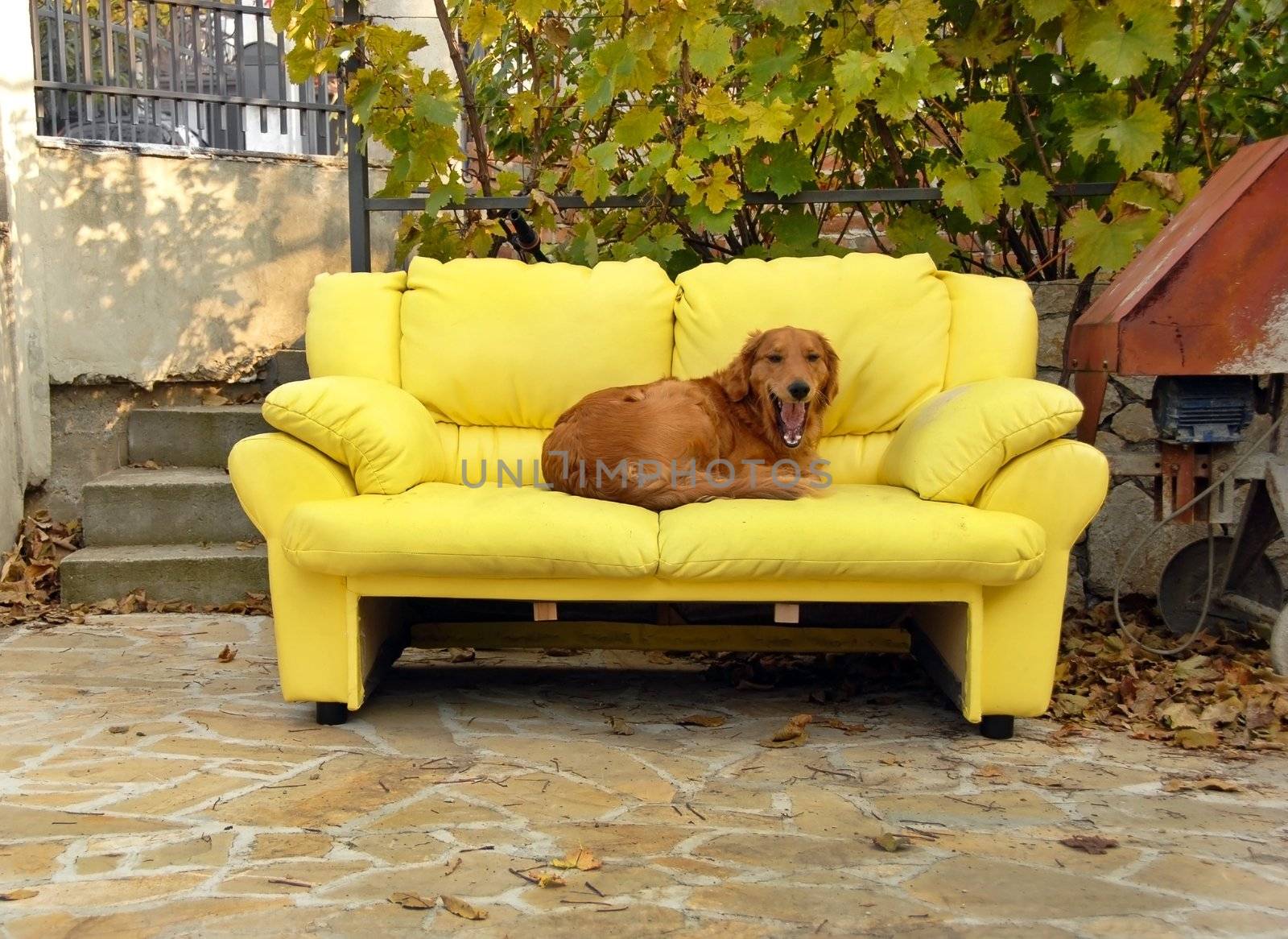 dog lying on yellow couch outdoor in yard
