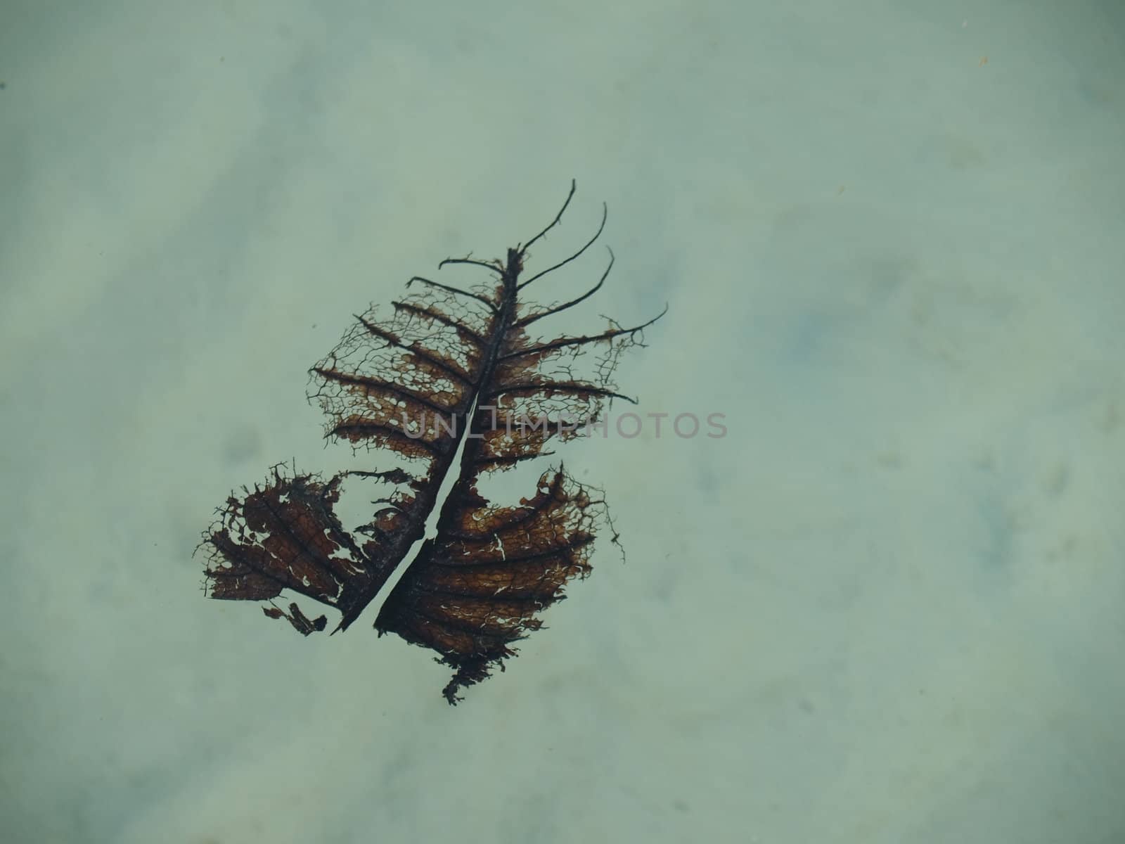 Floating leaf decay on the water