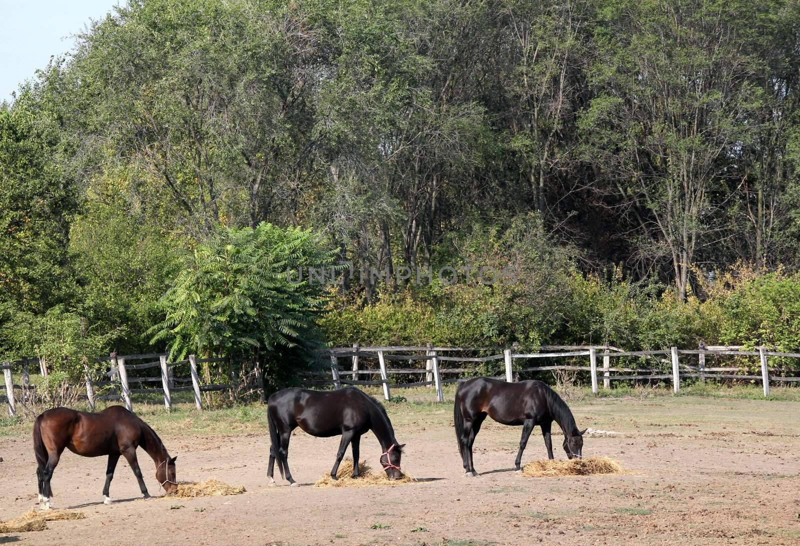 horses eating hay by goce