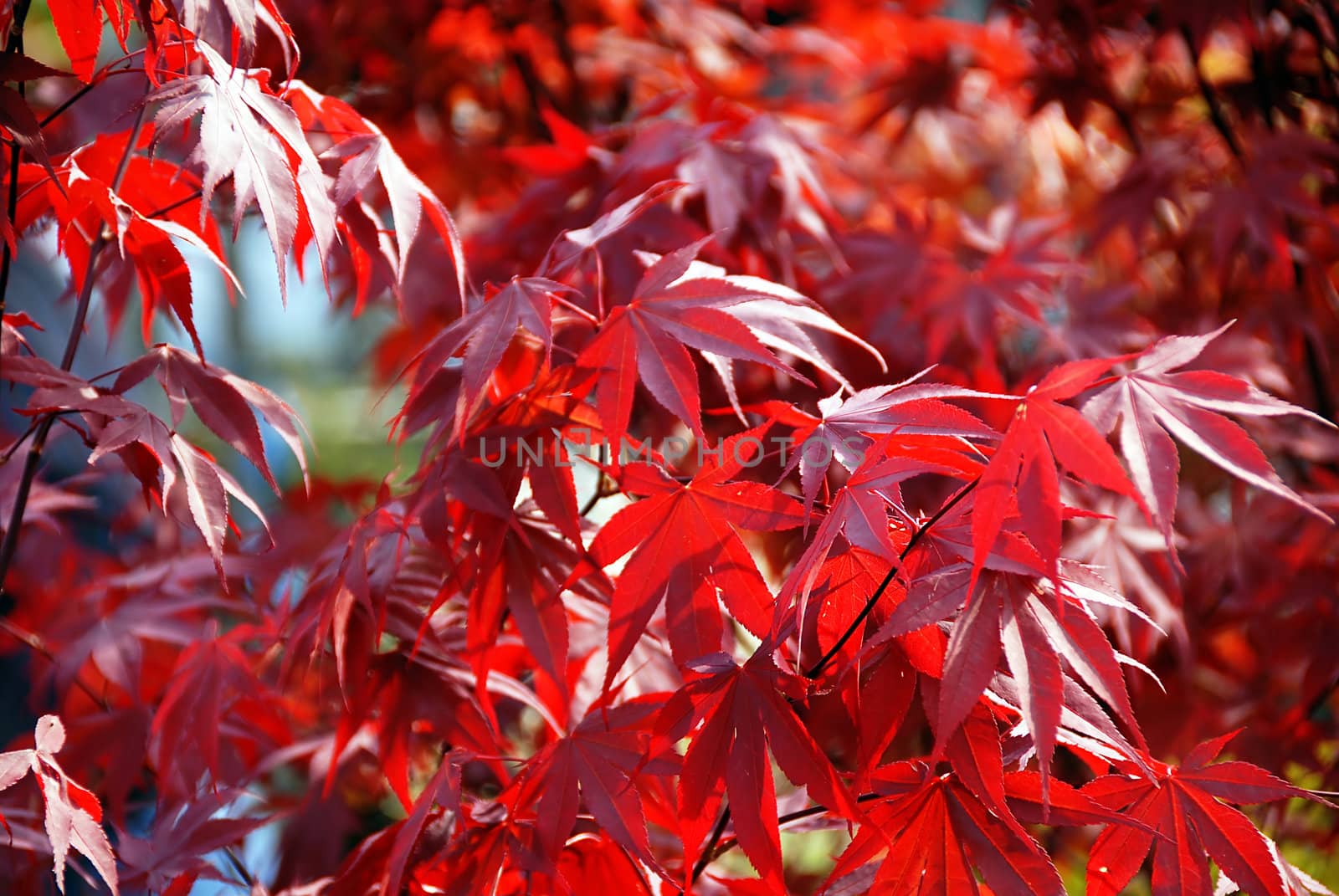 Japanese red acer maple leaves by simply