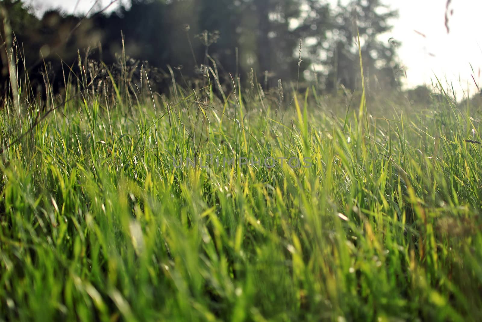 Green grass on the field, close-up